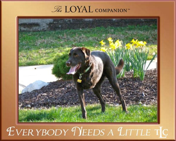 Charley-TLC The Loyal Companion