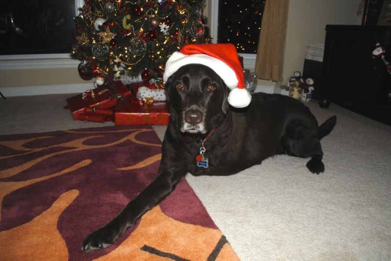 Charley-Santa-hat-m.jpg